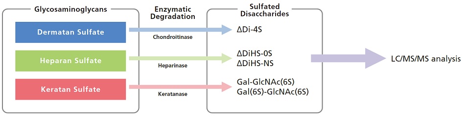 Glycosaminoglycans and Sulfated Disaccharides