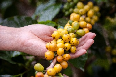 Residual Pesticides