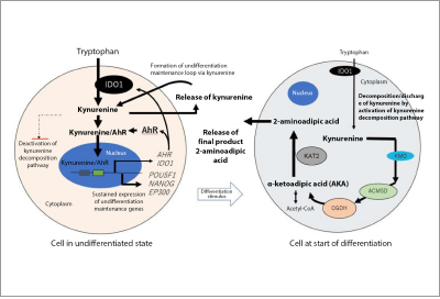 Evaluation of Undifferentiated State of Human iPS Cells