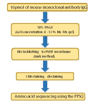 Fig. 1 Protocol for N-Terminal Amino Acid Sequencing