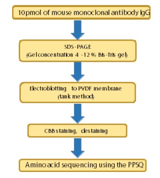 Fig. 1 Protocol for N-Terminal Amino Acid Sequencing