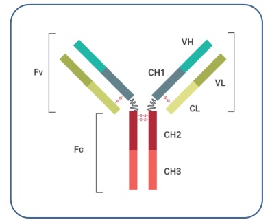 Fig. 1 Generalized Structure of an Antibody