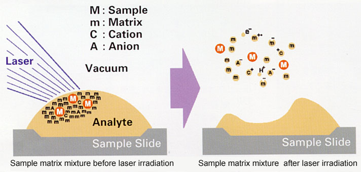 Principle of MALDI